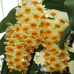 Kiều vàng